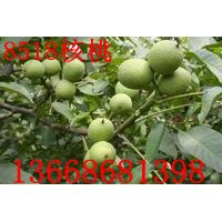 早實高產(chǎn)8518核桃苗，8518核桃苗基地