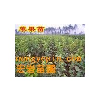 供應(yīng)蘋果苗，桃苗，棗苗，梨苗，柿子苗，核桃苗