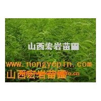 供應(yīng)海棠苗，杜梨苗，山毛桃苗，山杏苗，軟棗苗
