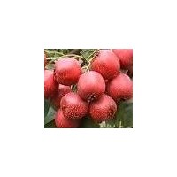 供應(yīng)山楂，蘋果，柿子，核桃