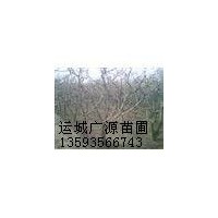 山西桃樹基地8-12公分桃樹低價(jià)出售