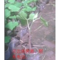 出售葡萄袋苗
