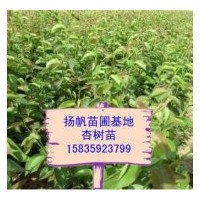 供應(yīng)杏樹苗、杏樹實(shí)生苗、杏樹成品苗，山西杏樹苗