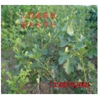 供應(yīng)棗樹(shù)苗//山楂苗//柿樹(shù)苗