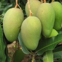 供應(yīng)芒果苗 臺農(nóng)芒果苗 金煌芒果苗 象牙芒果苗 冬芒 芒果核 芒果