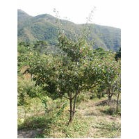 山楂樹
