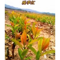 優(yōu)質(zhì)果苗:橋化寒富，矮化寒富， 晚李紅，晚黃