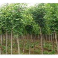 山東泰山子豪苗木合作社主營：蘋果苗 國槐 黃金槐 龍爪槐 火炬