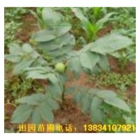 供應(yīng)山西優(yōu)質(zhì)核桃苗 核桃種子
