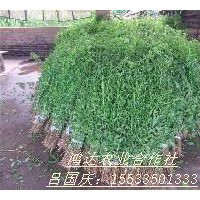 供應(yīng)枸杞苗，枸杞苗子，質(zhì)優(yōu)價(jià)廉！