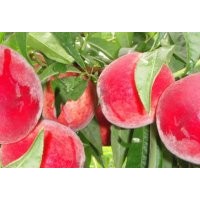 供應(yīng)126桃樹(shù)苗、突圍桃苗、夏之夢(mèng)桃苗、春雪桃苗等