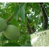 供應(yīng)8518優(yōu)種核桃苗 山西核桃苗