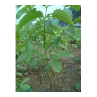 供應(yīng)薄皮核桃苗，8518核桃苗