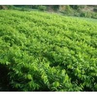 供應(yīng)天下的沉香苗 中國特色白木香價格 廣西玉林沉香木苗