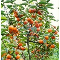 供應(yīng)廣西柿子苗 甜柿苗 日本甜柿苗 多品種柿子苗