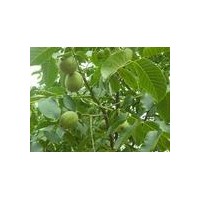 豐輝核桃苗，優(yōu)質(zhì)山東豐輝核桃苗