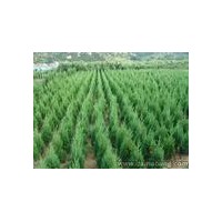 特供山西側(cè)柏苗 棗樹(shù)苗 核桃苗 山杏苗 山桃苗 杜梨苗
