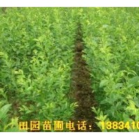 供應杏樹苗，山杏苗，凱特杏樹苗，嫁接杏樹苗