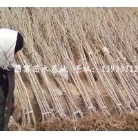 北京櫻桃苗供應(yīng)⊥河北蘋果苗銷售々河北葡萄苗價格，河北桃樹苗
