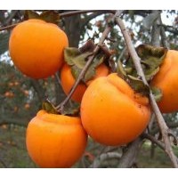 供應(yīng)梨樹苗、杏樹苗、李子苗、柿子苗、核桃苗