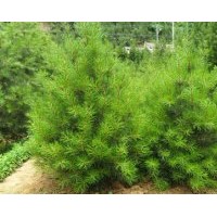 出售文冠果苗，蜀快，核桃嫁接苗