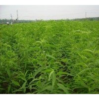 現(xiàn)貨供應(yīng)桃樹苗， 桃樹成苗，二年桃樹成苗，桃樹實(shí)成苗