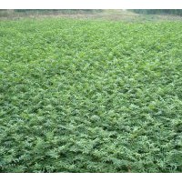 現(xiàn)貨供應(yīng)花椒樹苗