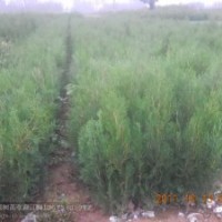 供應(yīng)桃苗 核桃苗 櫻桃苗 蘋果苗 國槐苗 香椿苗 山楂苗 側(cè)柏苗 軟