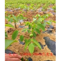 核桃苗