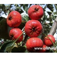 供應(yīng)5公分桃樹 桃樹基地