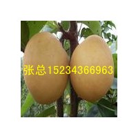 杏樹,桃樹,蘋果樹,梨樹,3-8公分張先生供應