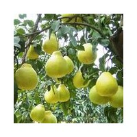 供應(yīng)中國玉林沙田柚苗 廣西紅肉蜜柚苗 廣東蜜柚苗
