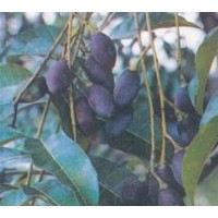 供應(yīng)烏欖苗 黑欖苗 黑橄欖苗 橄欖苗 黃欖苗