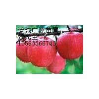 蘋果樹5-8公分蘋果樹價(jià)格更優(yōu)