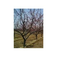 杏樹8-12公分低價(jià)出售杏樹基地