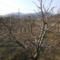 梨樹 桃樹 李子樹 蘋果樹