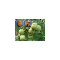 薄殼核桃苗 蘋(píng)果苗 桃樹(shù)苗 梨樹(shù)苗 葡萄苗 棗樹(shù)