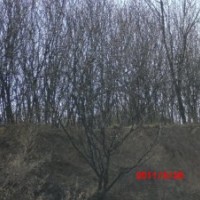 低價供應4---12的山桃樹 山杏樹 核桃樹 山楂樹
