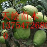 供應(yīng)藥用食用雙重功效果樹-木瓜、皺皮木瓜、種子種苗、木瓜果、
