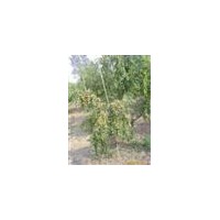 大量供應(yīng)0.8--45公分棗樹苗，可占地可綠化！