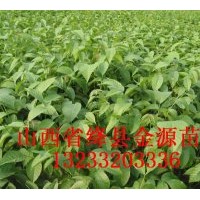 供應 花椒苗 棗樹苗 柿子苗