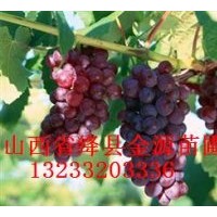 供應李子苗 葡萄苗 鈣果苗 櫻桃苗