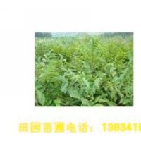 供應中農短枝核桃苗，薄殼香核桃苗