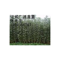 蘋果苗速生楊山楂樹杏樹供應
