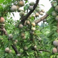 供應(yīng)優(yōu)質(zhì)三華李苗 廣西三華李 三華李樹 特甜三華李