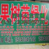 123果樹苗