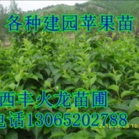 山丁子苗