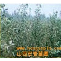 供應(yīng)核桃苗，山楂苗，櫻桃苗，葡萄苗，棗苗