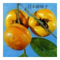供應蘋果苗 山楂苗 柿子苗 梨樹苗
