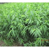 供應(yīng)桃成品苗、實(shí)生苗